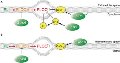 Cold resistance of mammalian hibernators ∼ a matter of ferroptosis?